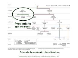 prehistoric cultures tim roufs section prosimians ppt