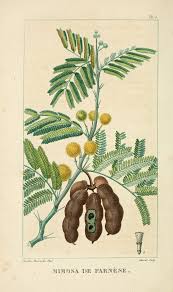 Image result for Acacia quiterajoensis