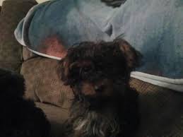 Yorkie poo dogs and puppies available for adoption near southfield, battle creek, and warren! Yorkie Poo Pets And Animals For Sale Michigan