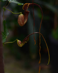 Image result for Aristolochia