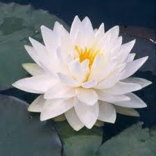 Birthday Flower Of July Lily July Birth Flower Water Lily Tattoos Water Lily Pond