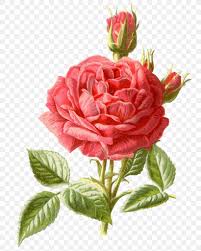 Here you find plenty free cross stitch patterns from our collection. Cross Stitch Flower Bouquet Rose Pattern Png 755x1024px Crossstitch Artificial Flower Backstitch Botanical Illustration Craft Download