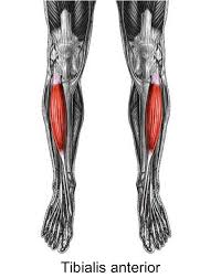 tibialis anterior for emg electrode placement muscle