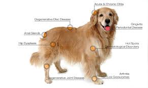 We did not find results for: Laser Therapy Veterinarian In Daleville In Country Critters Veterinary Hospital
