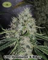 Maybe you would like to learn more about one of these? Magnum Opus Seeds Marijuanasaveslives Org
