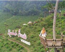 Bagaimana tidak, di sini terdapat sebuah kebun teh seperti namanya dengan pemandangan perbukitan hijau dan suasana yang begitu asri dan udara sejuk khas udara pegunungan. Info Lokasi Tiket Penginapan Kebun Teh Kemuning