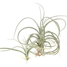 Image result for Ottelia exserta