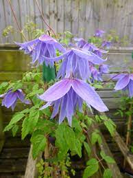Pin On Garden Life