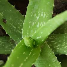 In this video i'll show you how to prepare a nourishing hair mask with 3 ingredients. Aloe Vera S Benefits For Strong Beautiful Hair Bellatory