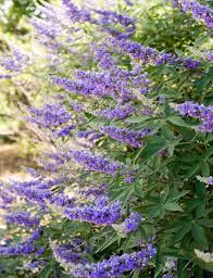 Moon valley nurseries has a wide selection of flowering trees to choose from. Vitex Shoal Creek Dallas Texas Treeland Nursery Vitex Blue And Purple Flowers Vitex Agnus Castus