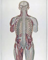 Vintage Medical Anatomy Chart Nervous System Illustration