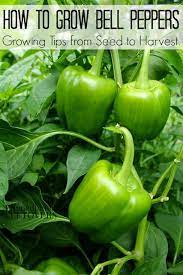 How To Grow Green Bell Peppers Green Bell Peppers Are Excellent When Served In Salads Used With Sh Growing Green Peppers Growing Peppers Growing Bell Peppers