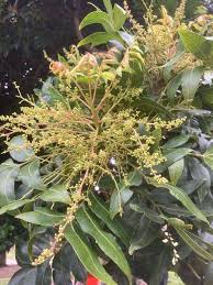 Image result for Harpephyllum afrum