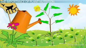 Nutrients can be divided into two categories: Macronutrients Micronutrients In Plants Video Lesson Transcript Study Com