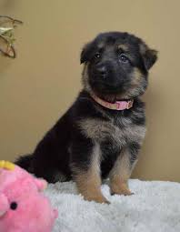 Please feel free to contact us if you have any questions or concerns. German Shepherd Puppies For Sale In Cleveland Ohio Petsidi