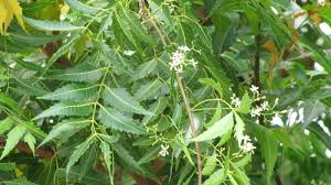 12oz loose herb, 1lb tinaturals 4.5 out of 5 stars (270) $ 0.99. Buy Azadirachta Indica Ariyaveppu Ayurveppu Kaippanveppu Nimbam Veppu Indian Lilac Margosa Tree Neem Nimbay Pichumarda Yepa Plant Plantslive