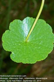 Image result for Hydrocotyle bonariensis