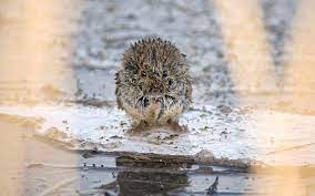 A Stranded Vole Floats On Debris Near The Banks Of The River Severn In Aust Warth South Gloucestershire Animals Animal Photo Photos Of The Week