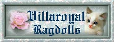 Call today to talk about our available kittens. Ragdoll Cats Ragdoll Kittens For Sale Ragdoll Breeder Ny