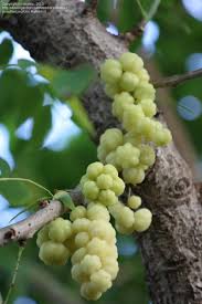 Image result for Phyllanthus boehmii