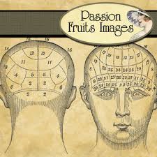 Phrenology Art