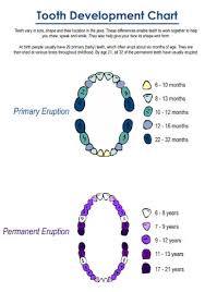 Most cat lovers are of the opinion that teething happens when baby teeth fall out. 23 Sample Baby Teeth Charts And Timelines In Pdf Ms Word