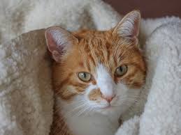 Dabei kann es sehr unterschiedlich sein, wo die katze/der kater unerwünscht pinkelt. Kater Markiert Urinproblem Kater Unsauberer Kater Nachtliche Unruhe