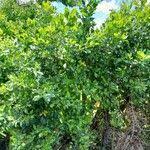 Image result for Cassinopsis