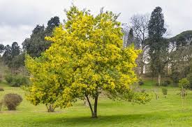 The pendulous branches of the willow acacia tree give it a weeping, drooping appearance. Acacia Dealbata Silver Wattle