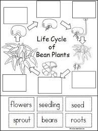 Life Cycle Of A Bean Plant Activity Life Cycles