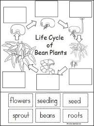 life cycle of a bean plant activity life cycles