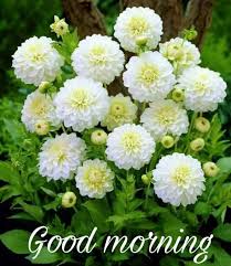 You can send them a small greeting card just because, or add a little gift or flowers if there is a particular occasion. Good Morning My Friends Ca A Flowers For You Facebook