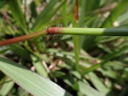 Image result for Urochloa marlothii