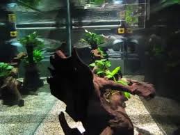 Don't stop until the water is clear. How To Stop Your Aquarium From Getting Dirty The Fish Doctor