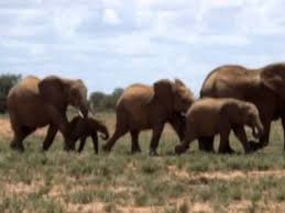 Elephant insurance contact phone number is : Baby Elephant Walk Music By Henry Mancini Youtube