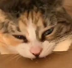 Ben Bir Kediyim Miyuw Adli Kullanicinin Her Baktiginizda Sizi Mutlu Edecek Kediler Panosundaki Pin 2020 Kedi