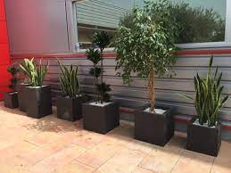 Adornos y decoración del hogar. Plantas Artificiales Grandes Tendencias Naturales