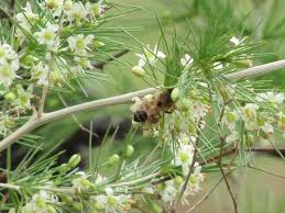 Image result for Asparagus laricinus