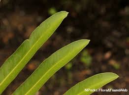 Image result for Acrostichum aureum