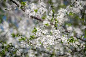 Usually the flowers are only present for a few weeks and some flower in spring before the leaves. White Flowers Of Apricot Spring Flowering Of Fruit Trees A Tree With White Flowers Spring Garden City Park In The Spring Stock Photo Picture And Royalty Free Image Image 100427027