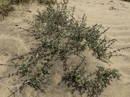 Image result for Suaeda vermiculata