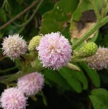 Image result for Mimosa pigra