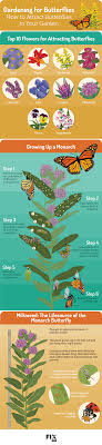 You can easily attract butterflies to your garden with a few plants and some fruit. Gardening For Butterflies Fix Com