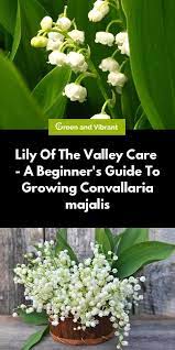 Lily Of The Valley Care A Beginner S Guide To Growing Convallaria Majalis Trees Com Woodland Plants Lily Of The Valley Rock Garden Design