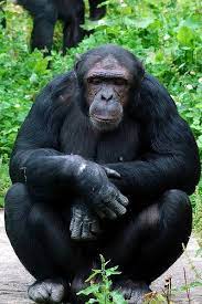 Chimpanzee Monkey World Chimpanzee Chimp