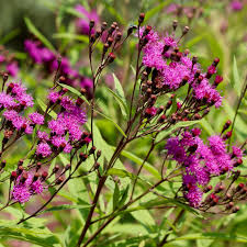Image result for Vernonia natalensis