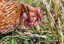 Maybe you would like to learn more about one of these? Keeping Backyard Chickens Swanbourne Vet Centre