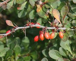 Image result for Barberry