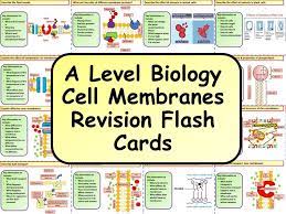 Free A Level Biology Cell Division Revision Flash Cards Teaching Resources Flashcards Revision A Level Biology Flashcards