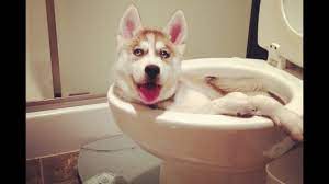 42,760 likes · 56 talking about this. Funny Animal Videos Try Not To Laugh Clean Animal Fails Compilation 2019 Youtube